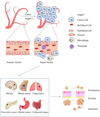 Frontiers Ang2 Targeted Combination Therapy for Cancer Treatment